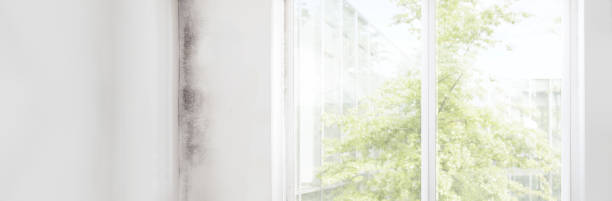 Reliable Dunkirk, NY Mold Removal Solutions
