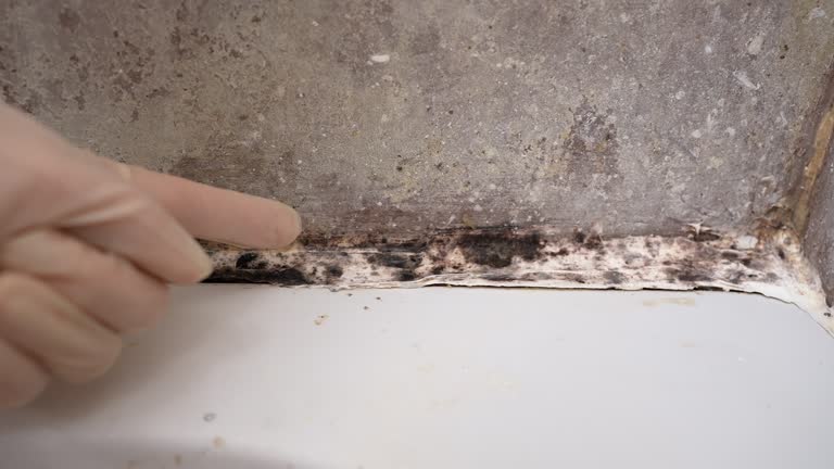 Biohazard Mold Removal in Dunkirk, NY